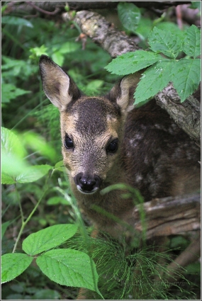 <p>SRNEC OBECNÝ (Capreolus capreolus) Šluknovsko - Jiříkov /European roe deer - Reh/</p>